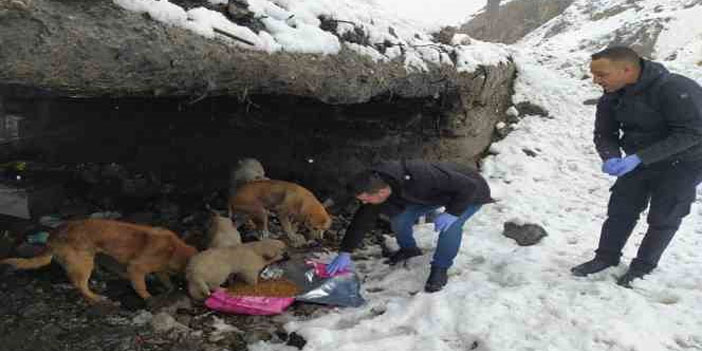 Hakkari'de sahipsiz hayvanlar için bazı noktalara yiyecek bırakıldı