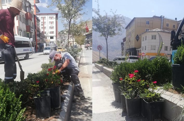 Hakkari’de Orta Refüjler Gül ve Şimşirlerle güzelleşiyor