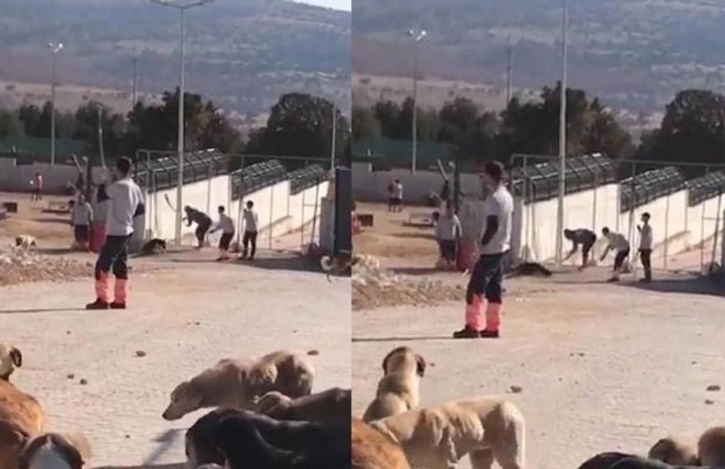 Konya'da köpeğe kürekle işkence görüntüleri infial yaratmıştı! O 2 cani, bugün tahliye edildi